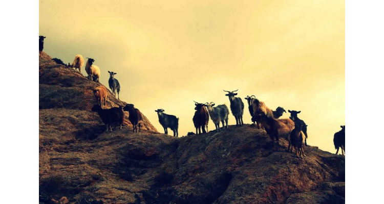 Samothraki-goats