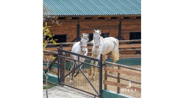 3Hills Boutique Hotel-horses