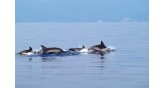 Thessaloniki-dolphins