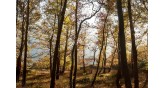Samothraki-forests